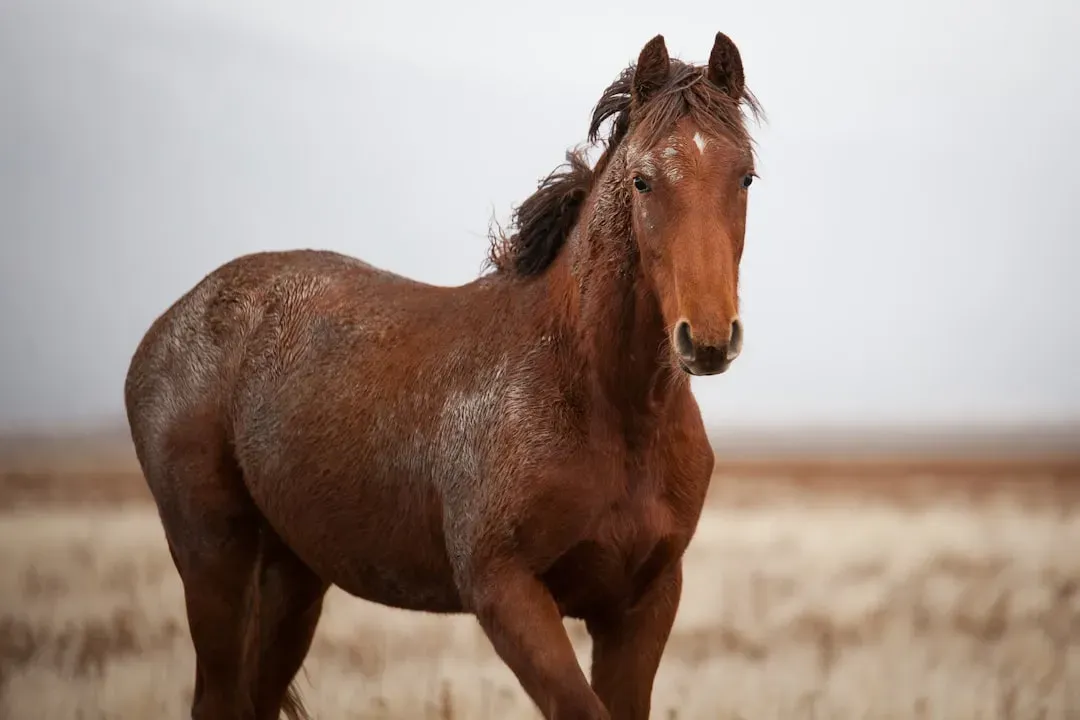 #9. Sagittarius (November 22 – December 21): The Wild Horse (Image Credits: Unsplash)