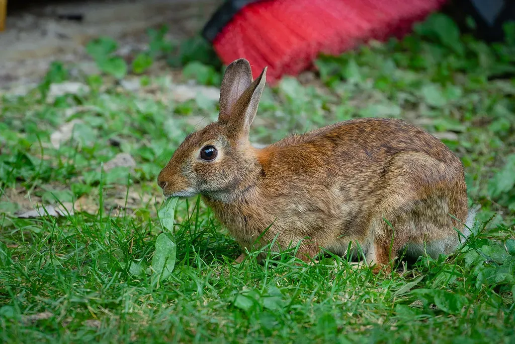 Keeping Your Rabbit Truly Safe (John Brighenti, Flickr, CC BY 2.0)