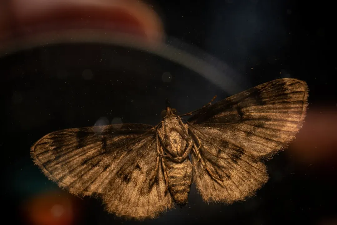 #7 Libra (September 23 – October 22): The Moth (Image Credits: Unsplash)