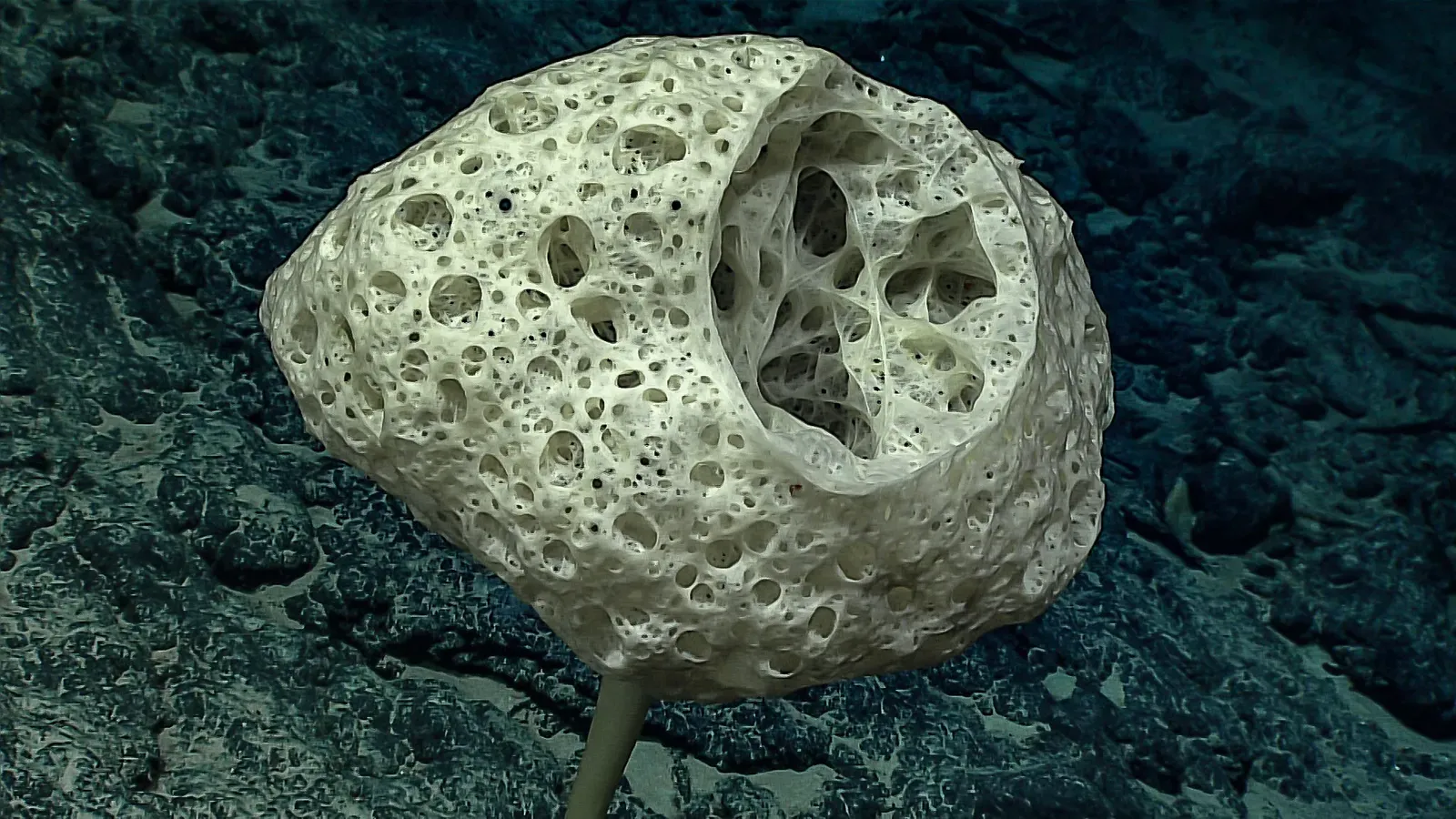Glass Sponge: The Timeless Filter (Image Credits: Wikimedia)