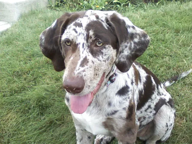 15. Louisiana Catahoula Leopard Dog: Hardy, Unique, and Underestimated (By Barbie Jo, CC BY-SA 3.0)