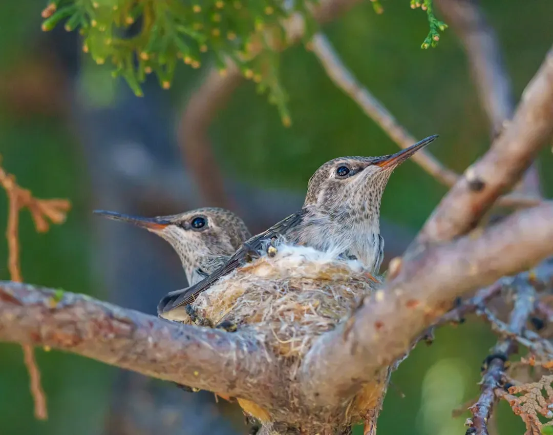 #9: Some Hummingbird Chicks Mimic Poisonous Caterpillars (Image Credits: Unsplash)