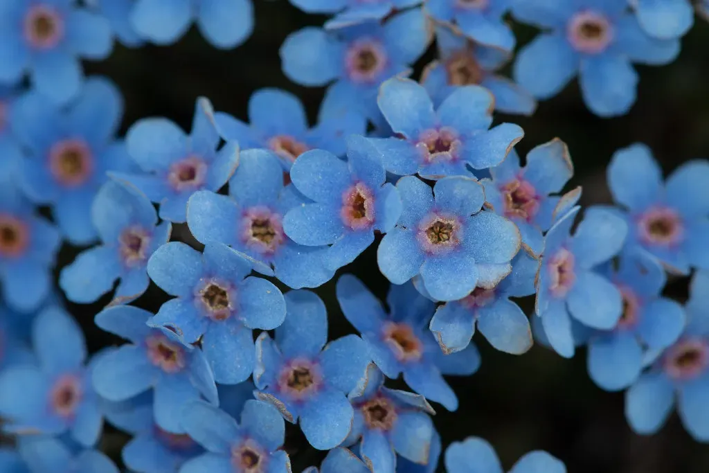 Alaska Forget-Me-Not: Remembrance Before Statehood (Image Credits: Flickr)