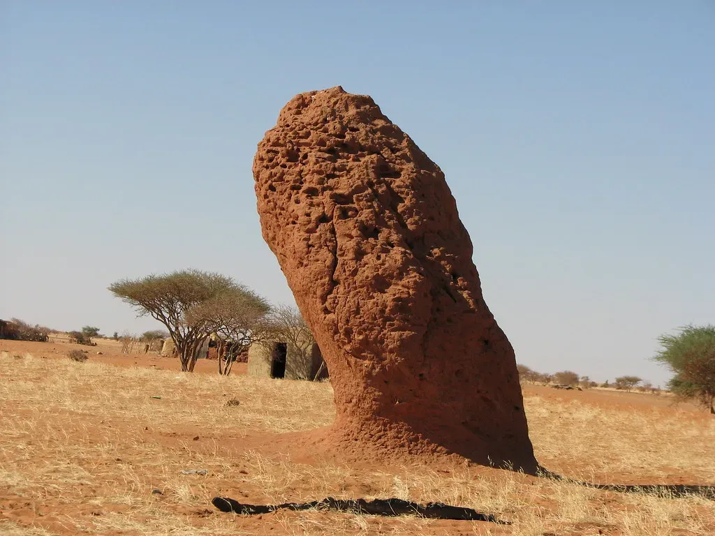 Termites: The Climate Control Engineers (Image Credits: Flickr)