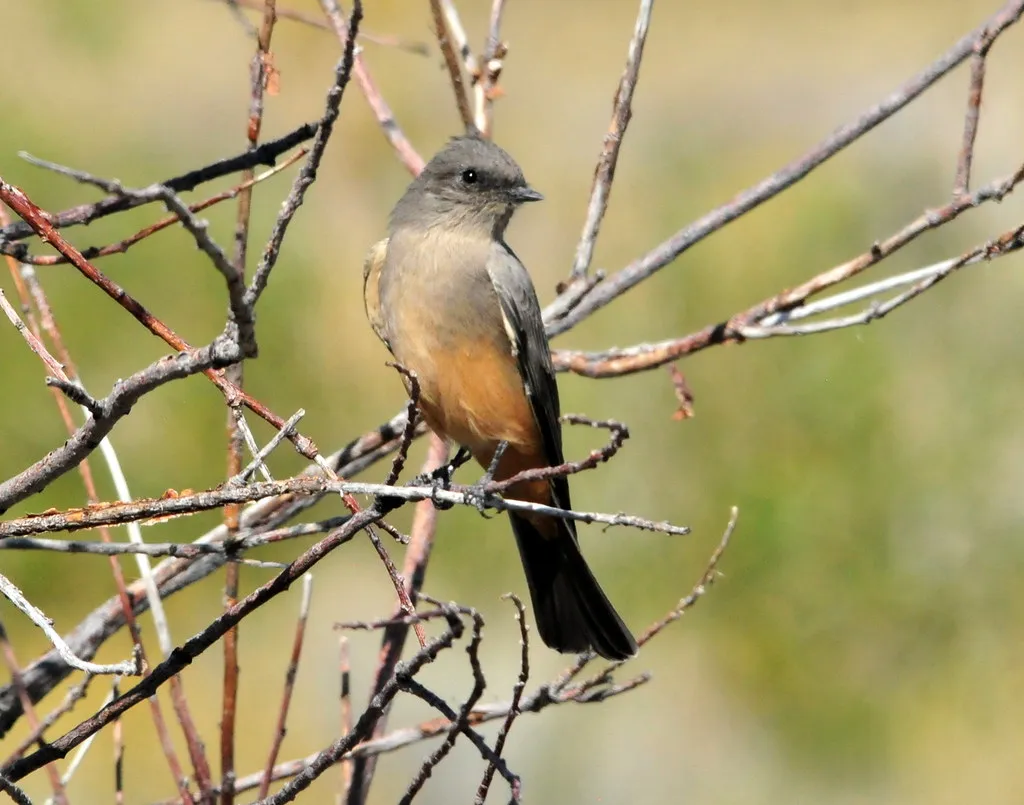 Implications for Conservation and Research (USFWS Mountain Prairie, Flickr, CC BY 2.0)