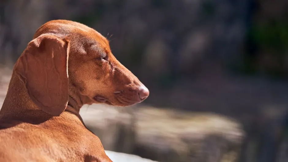 8 - Dachshund: The Cute Breed With a Fragile Spine (Image Credits: Pexels)