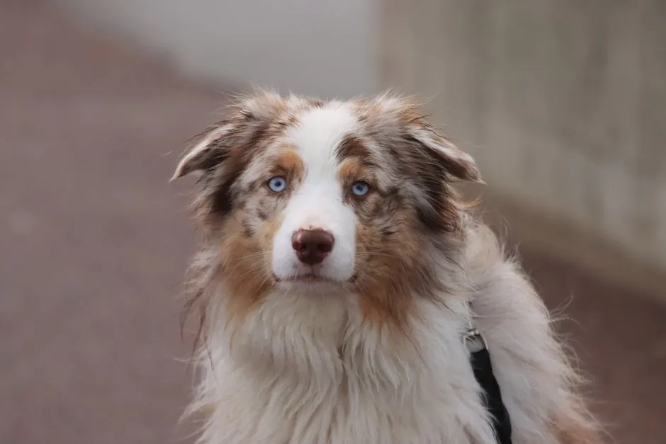 #9 - Australian Shepherd: "Velcro" Herding Dog, Not a Porch Ornament (Image Credits: Pexels)