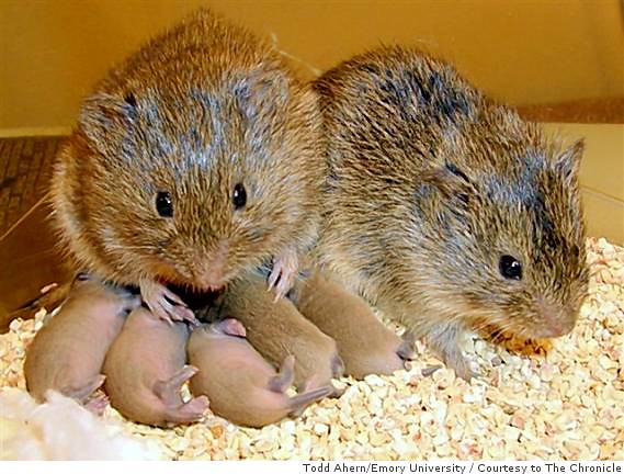 Prairie Voles: Small Rodents with Giant Hearts (Image Credits: Flickr)