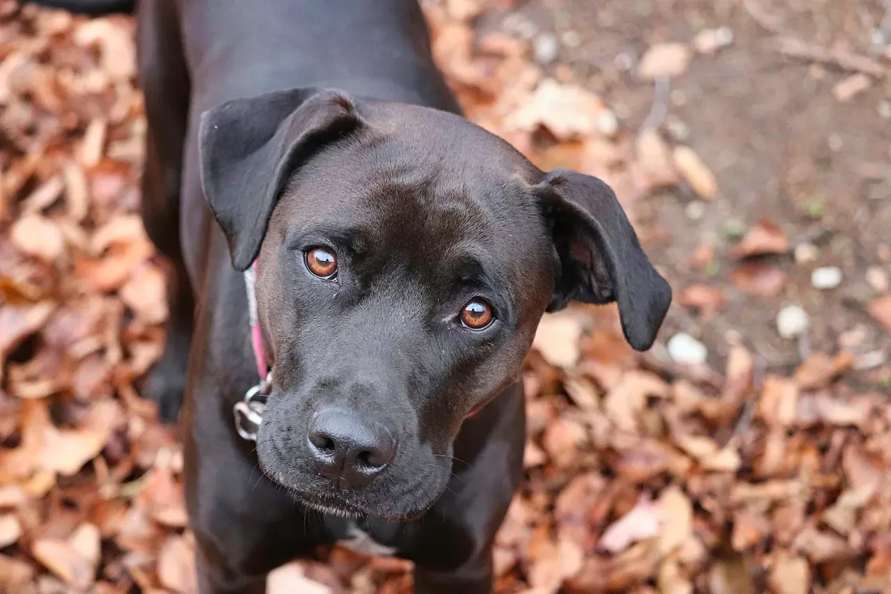 Boxer: Playful Affectionate Partner (Image Credits: Pixabay)