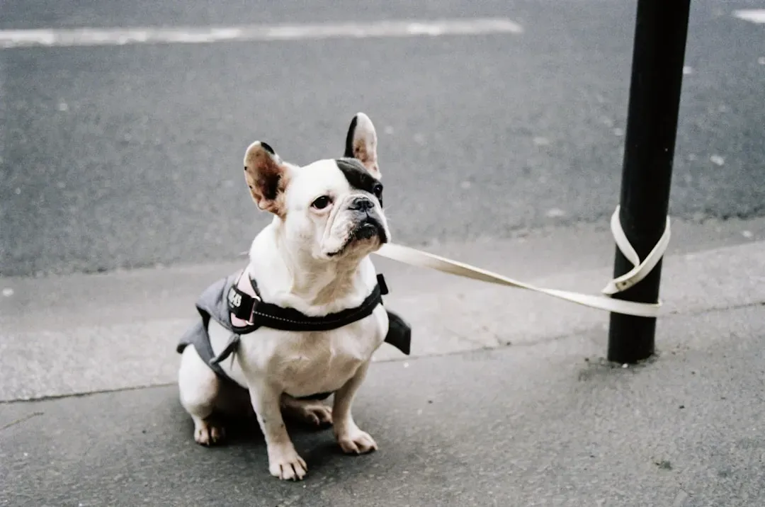 5. French Bulldog: Urban Arizona's Favorite (Image Credits: Unsplash)