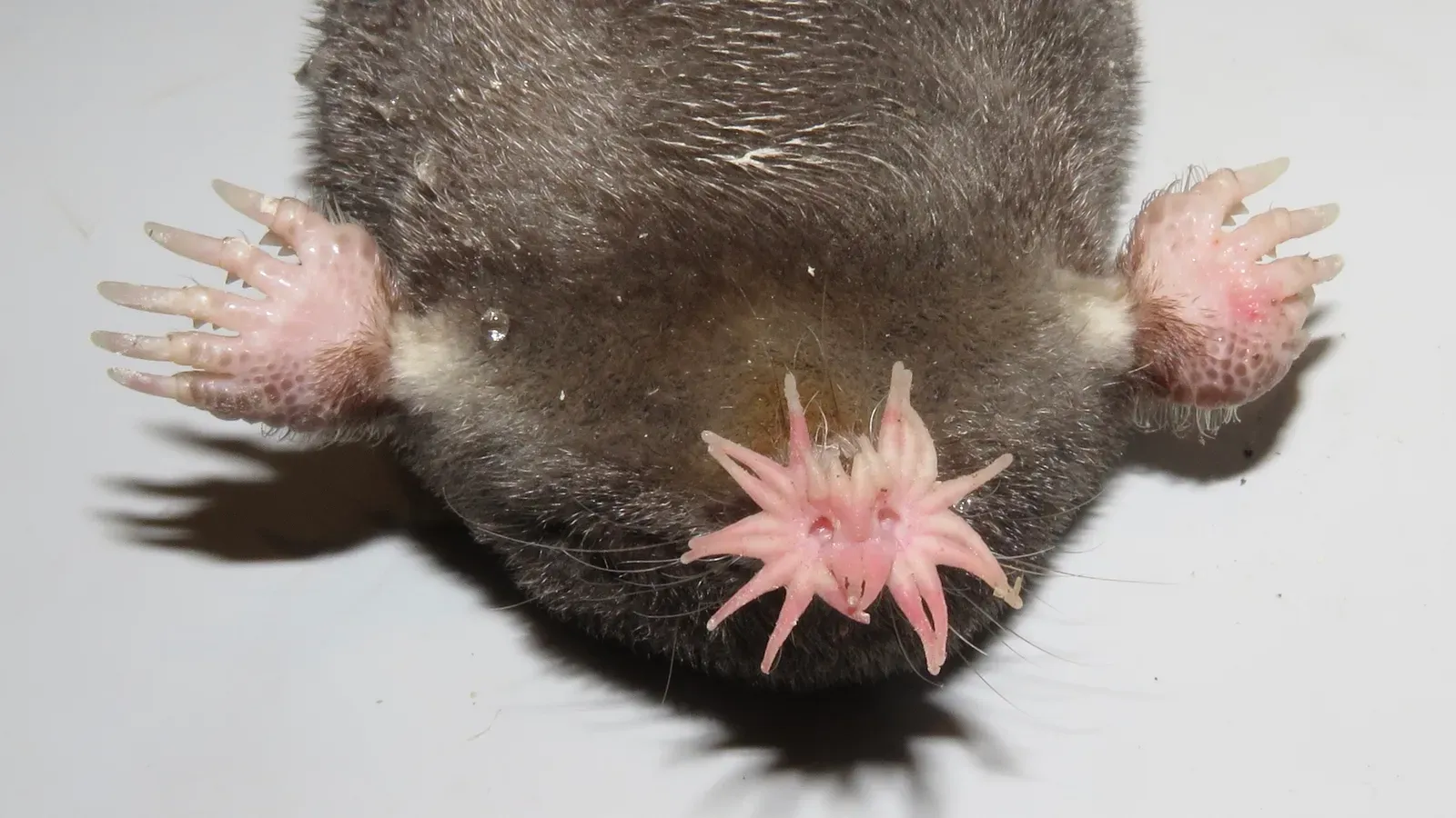 Star-Nosed Moles Fuse Touch and Echolocation (Image Credits: Wikimedia)