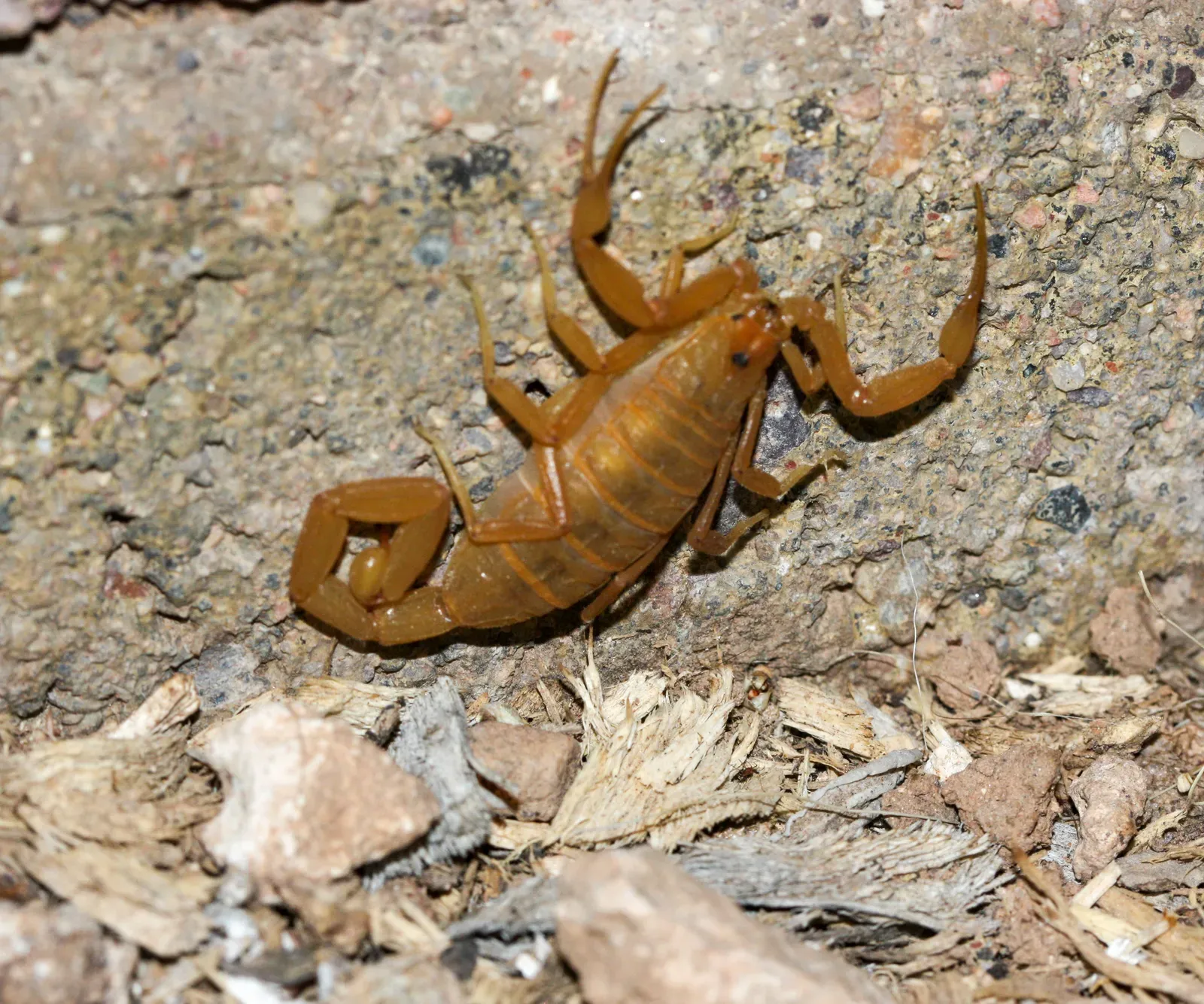1. Arizona Bark Scorpion (Image Credits: Wikimedia)