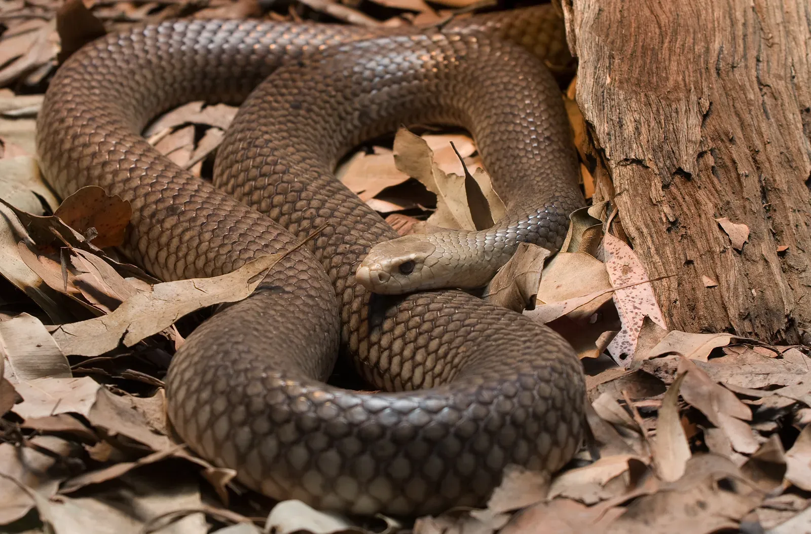 California: Coastal Predators and Mountain Threats (Image Credits: Wikimedia)