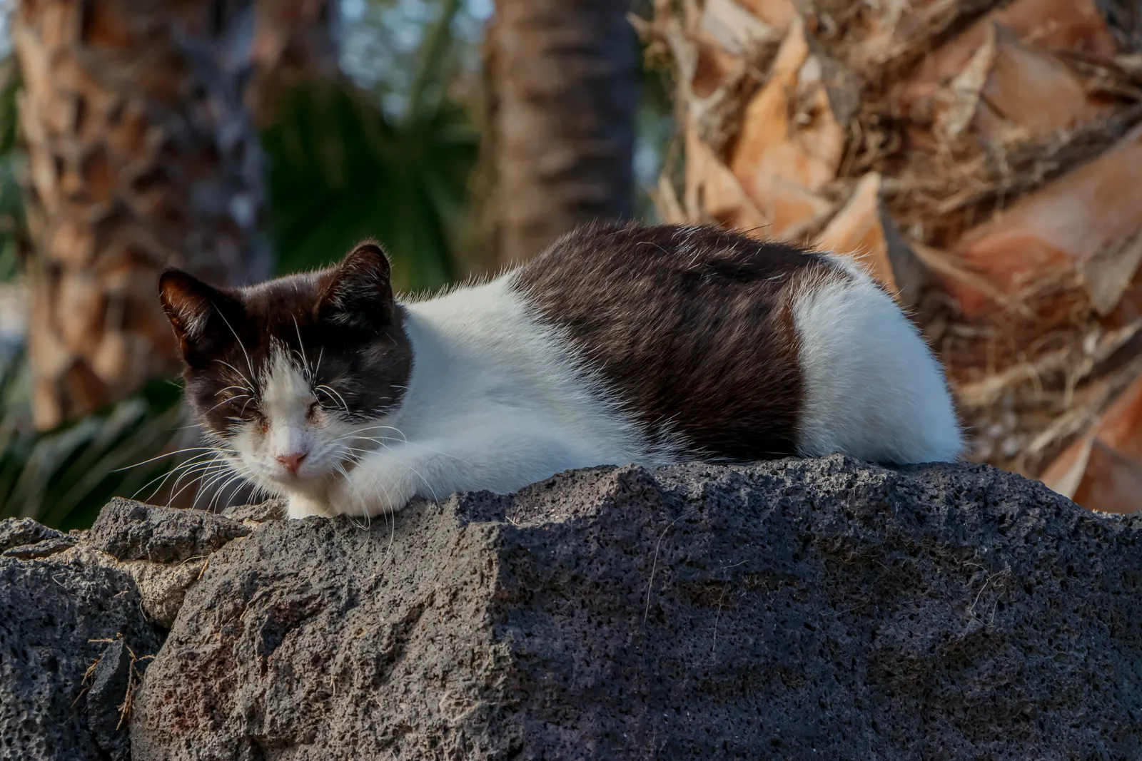 #15: They Still Purr… But It Sounds Different (By H. Zell, CC BY-SA 3.0)