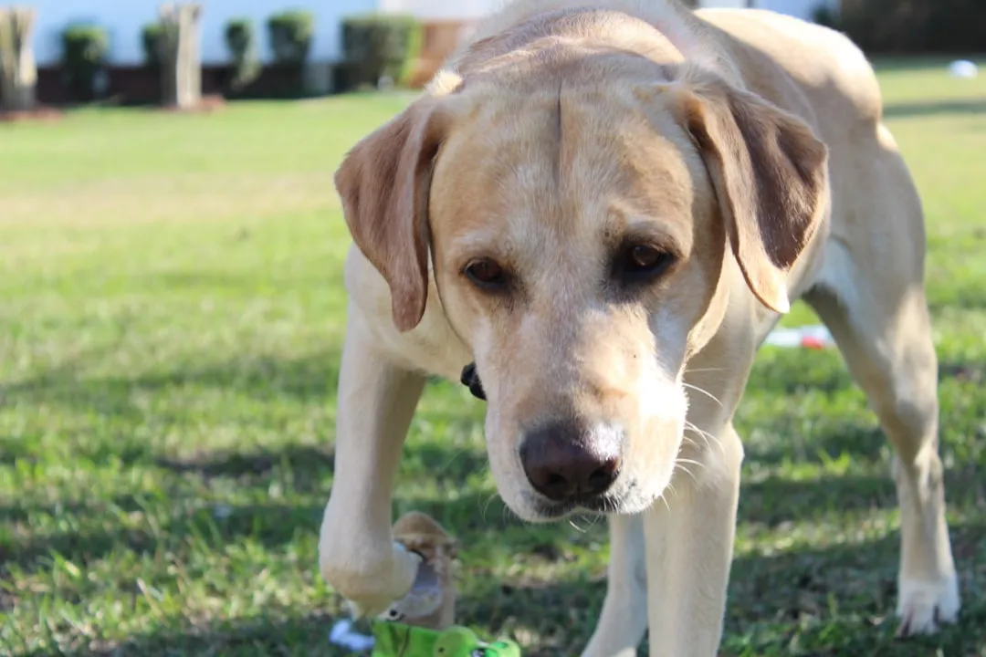 11. Labrador Retriever: Happy-Go-Lucky in the Middle of Mayhem (Image Credits: Unsplash)
