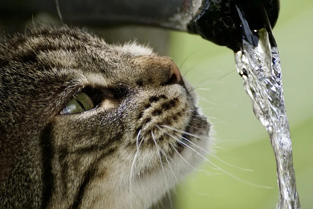 Invest in a Water Fountain - Your Cat's Desert Origins Are Working Against Them (Image Credits: Pixabay)