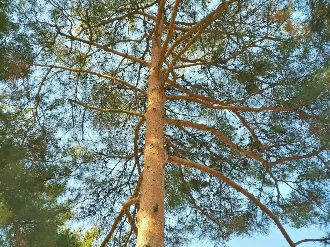 7. A Chilean Tree May Have Just Stolen the World Record (Image Credits: Unsplash)