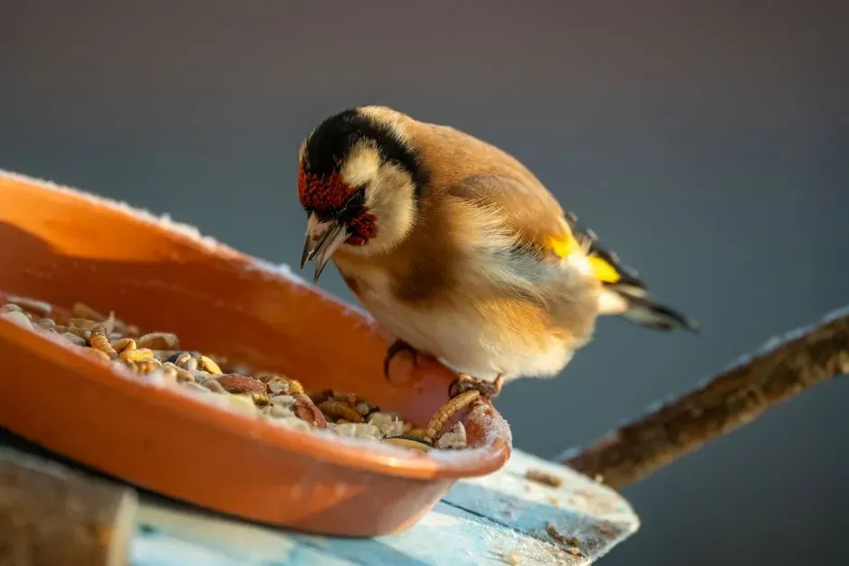 #2 - Disease Outbreaks Give Feeding Stations a Lasting Bad Reputation (Image Credits: Pexels)