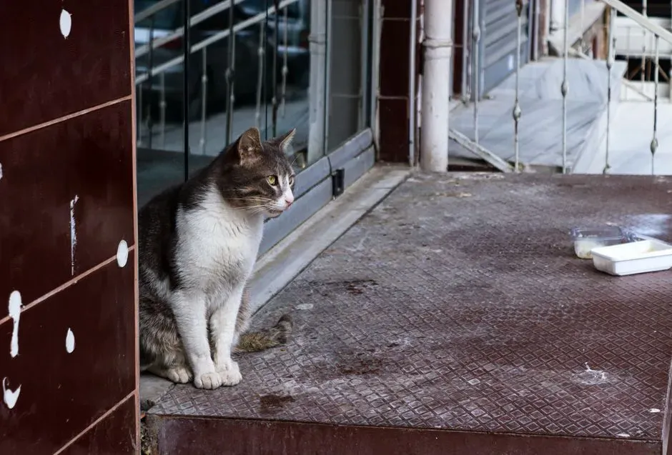 The Cat Sees Your Porch as a Safe Haven (Image Credits: Pexels)