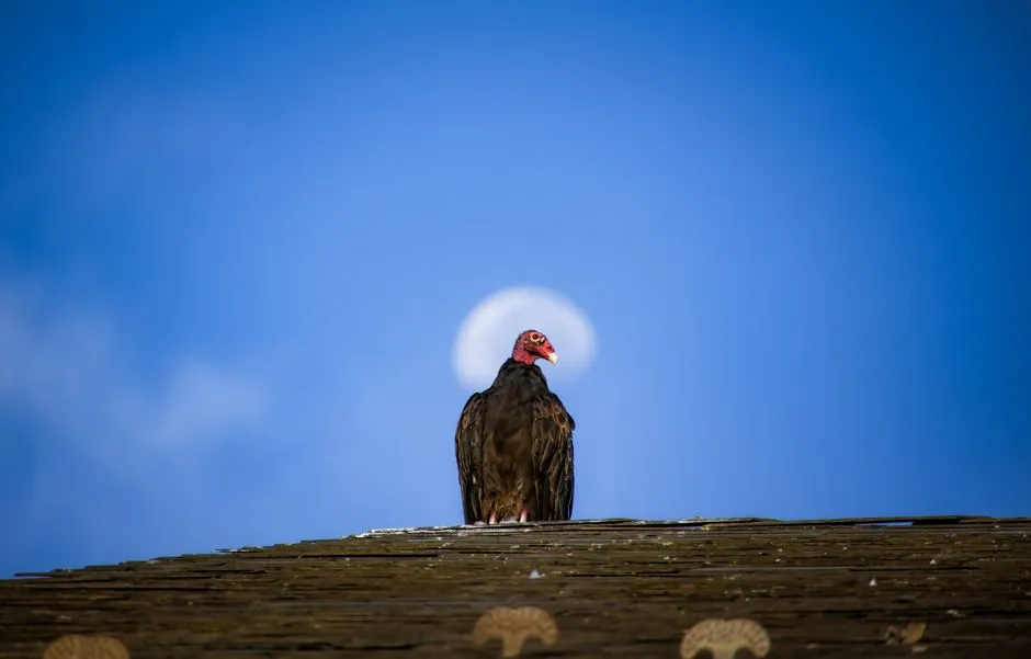 #4 Roofs act like solar panels for birds that can't shiver themselves warm (Image Credits: Pexels)