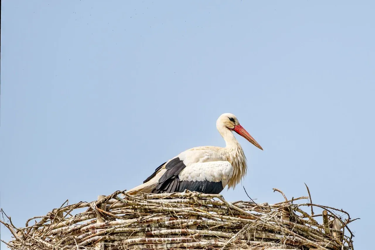 Nest Building as Instinctive Architecture (Image Credits: Pixabay)