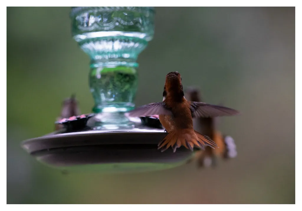 #4 - They Fake Retreats to Lure Rivals Away (marneejill, Flickr, CC BY-SA 2.0)