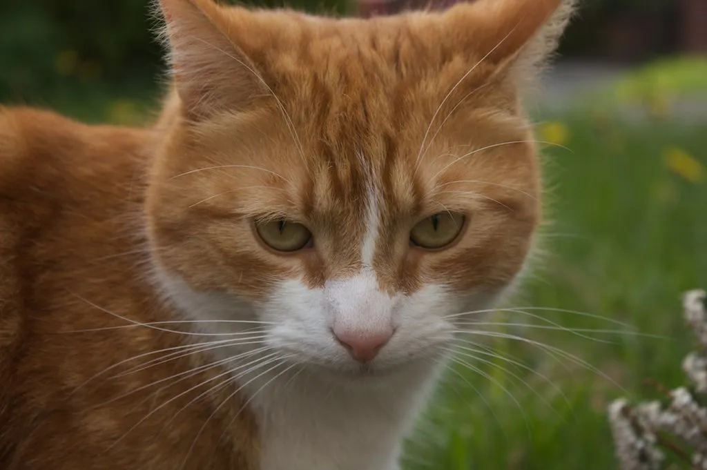 #11 – They Ignore Everyone Else to Focus on You (DenisHennessy, Flickr, CC BY 2.0)