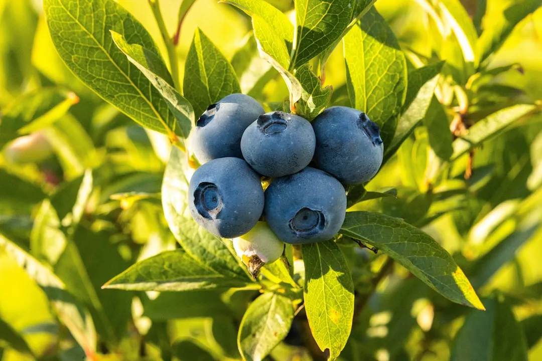 #3 - Berry Bushes (Blueberries, Raspberries, Blackberries) (Image Credits: Unsplash)