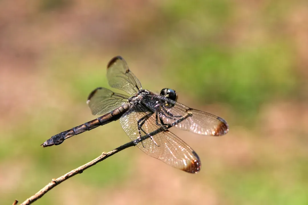 #1: The Dragonfly - The Most Lethal Hunter on Earth (Image Credits: Unsplash)