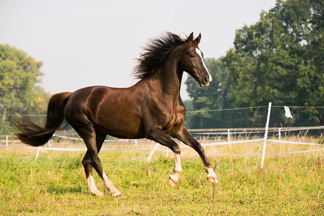 #9 - American Saddlebreds: A Show-Ring Legacy With a Genetic Catch (Image Credits: Pixabay)