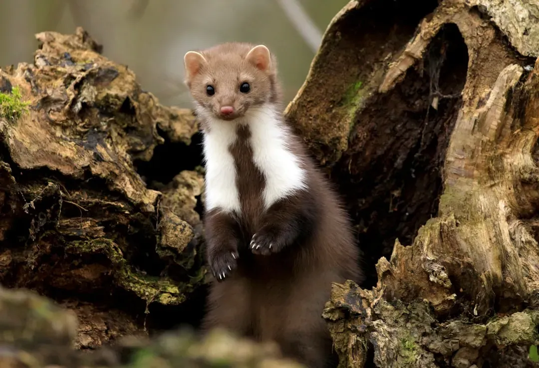 Humboldt Marten: The Acrobatic Ghost Cat (Image Credits: Unsplash)