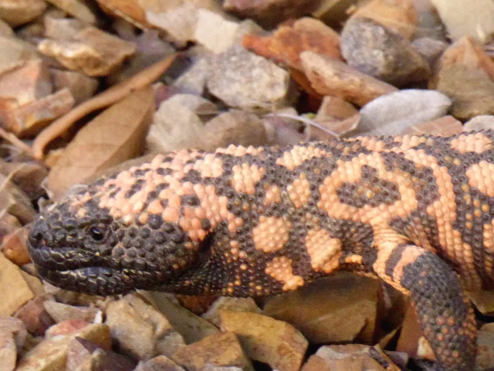 Arizona: Desert Death Lurks Everywhere (Image Credits: Wikimedia)