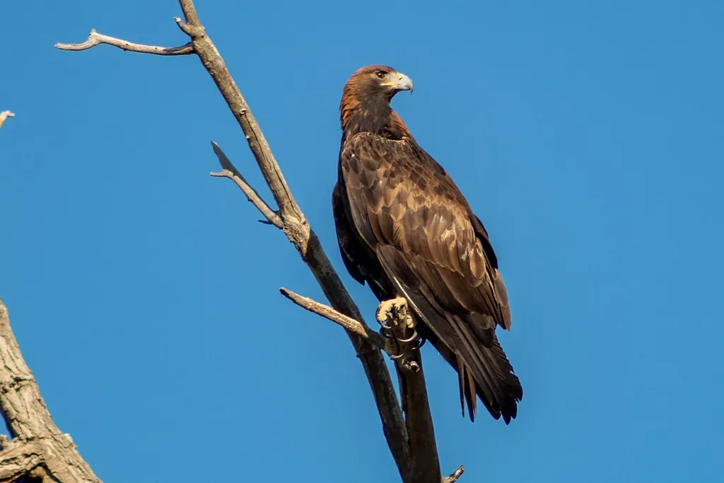 Leo: The Golden Eagle's Command and Confidence (Image Credits: Flickr)