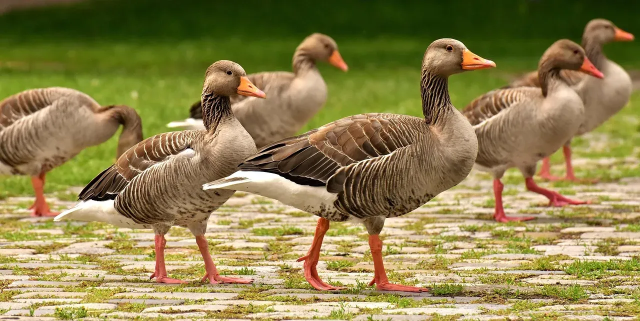 Posturing: The Intimidation Stance (Image Credits: Pixabay)