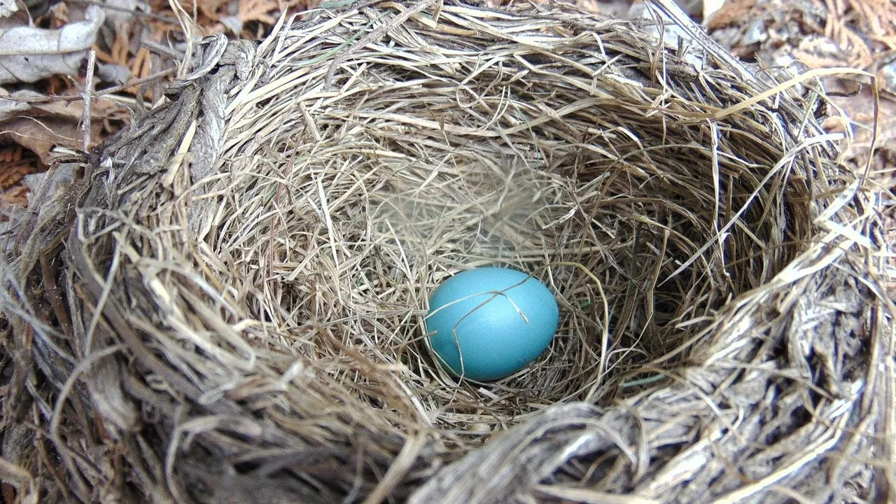 Historical Superstitions Surrounding Robin's Eggs (Image Credits: Pixabay)