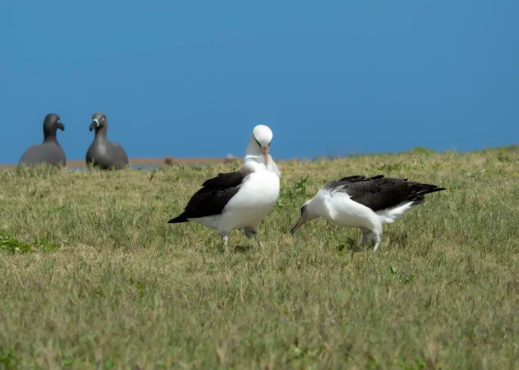 5. The Laysan Albatross: A Lifelong Dance Rehearsal (Image Credits: Flickr)
