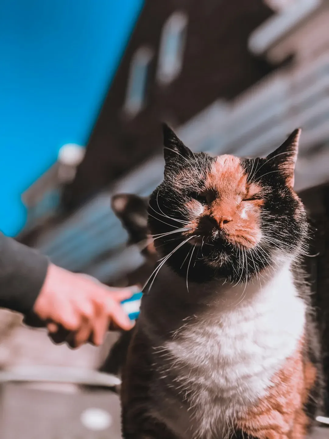 Daily Brushing for a Gleaming Coat (Image Credits: Unsplash)