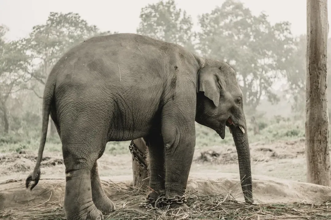 Elephants Remember Humans Too (Image Credits: Unsplash)