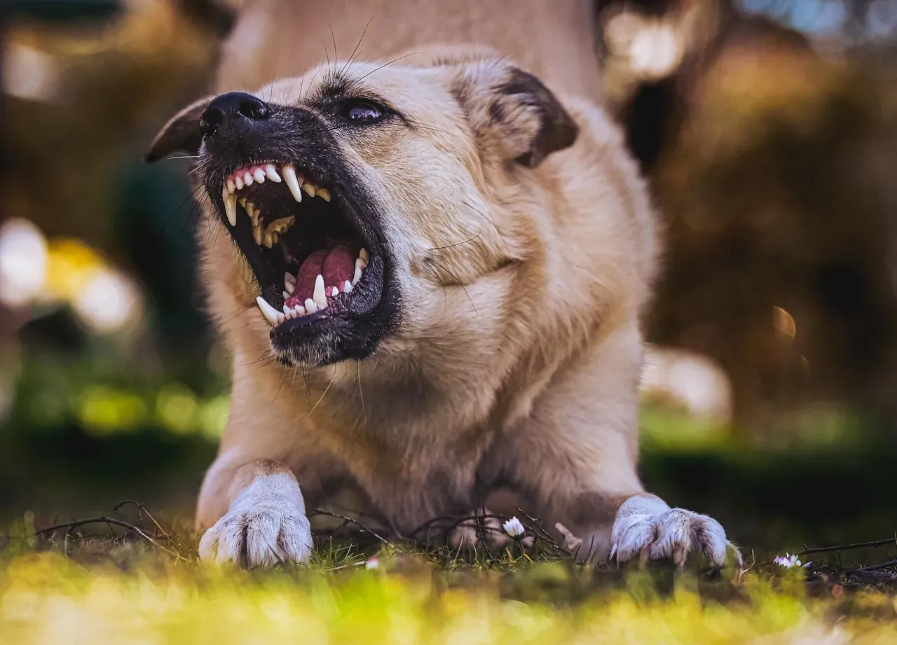8. The Snarl: When the Warning Level Goes Up (Image Credits: Pixabay)