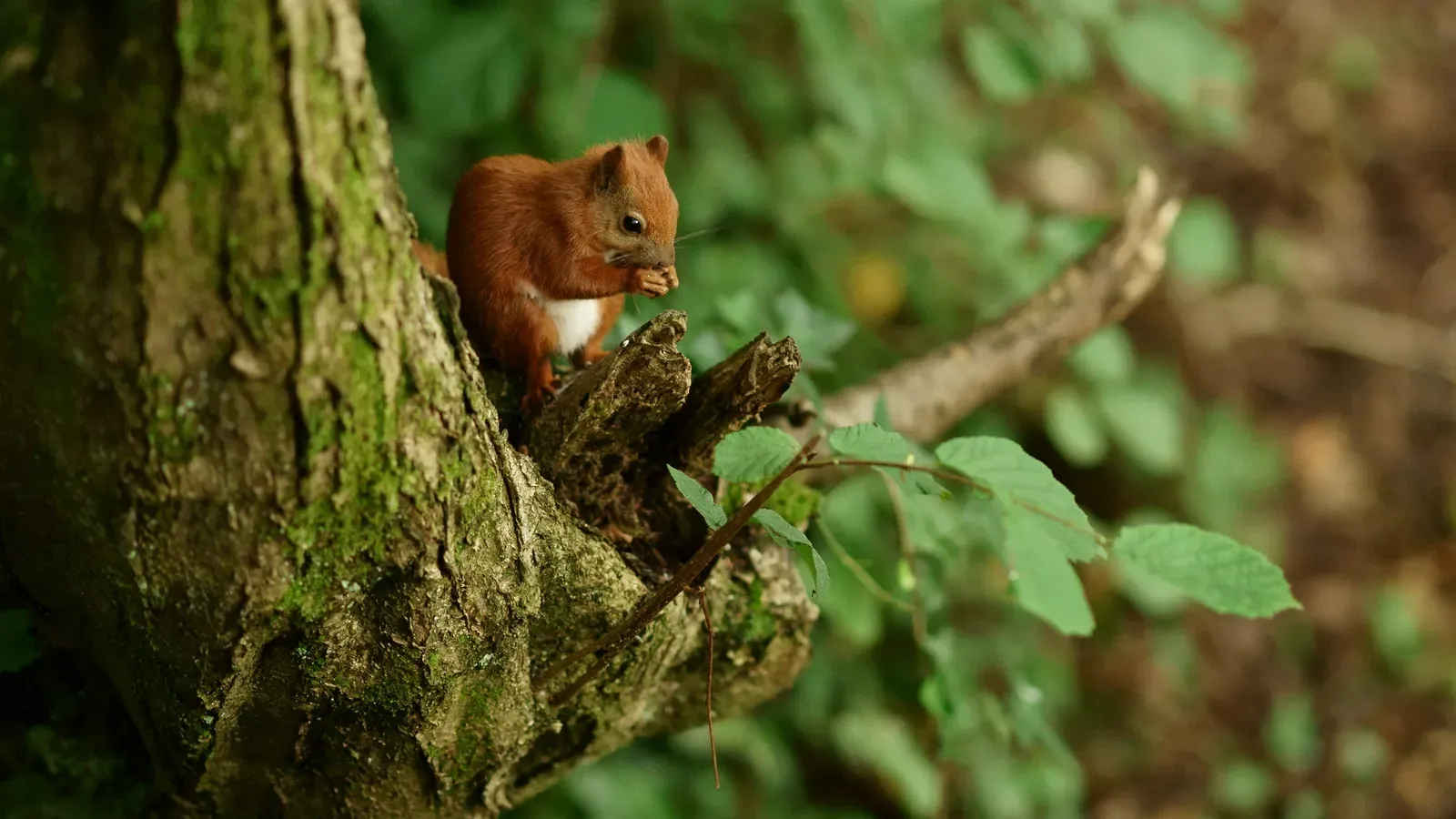 High Perching and Scanning Tracks Environmental Changes (Perched in a Tree, CC BY 2.0)