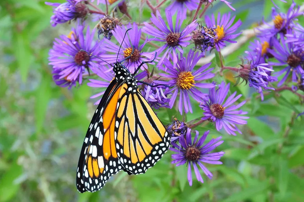 Aster: The Late-Season Lifeline (USFWS Mountain Prairie, Flickr, CC BY 2.0)