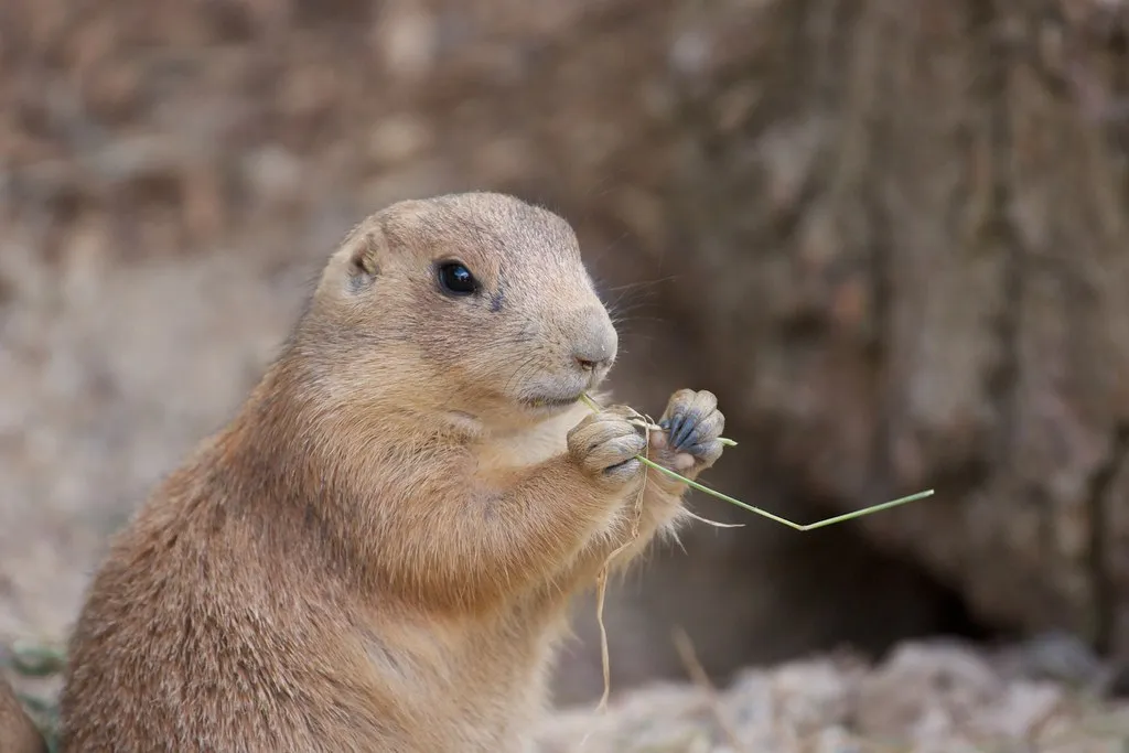 The Role of Alarm Calls in Prairie Dog Social Structure (p_a_h, Flickr, CC BY 2.0)