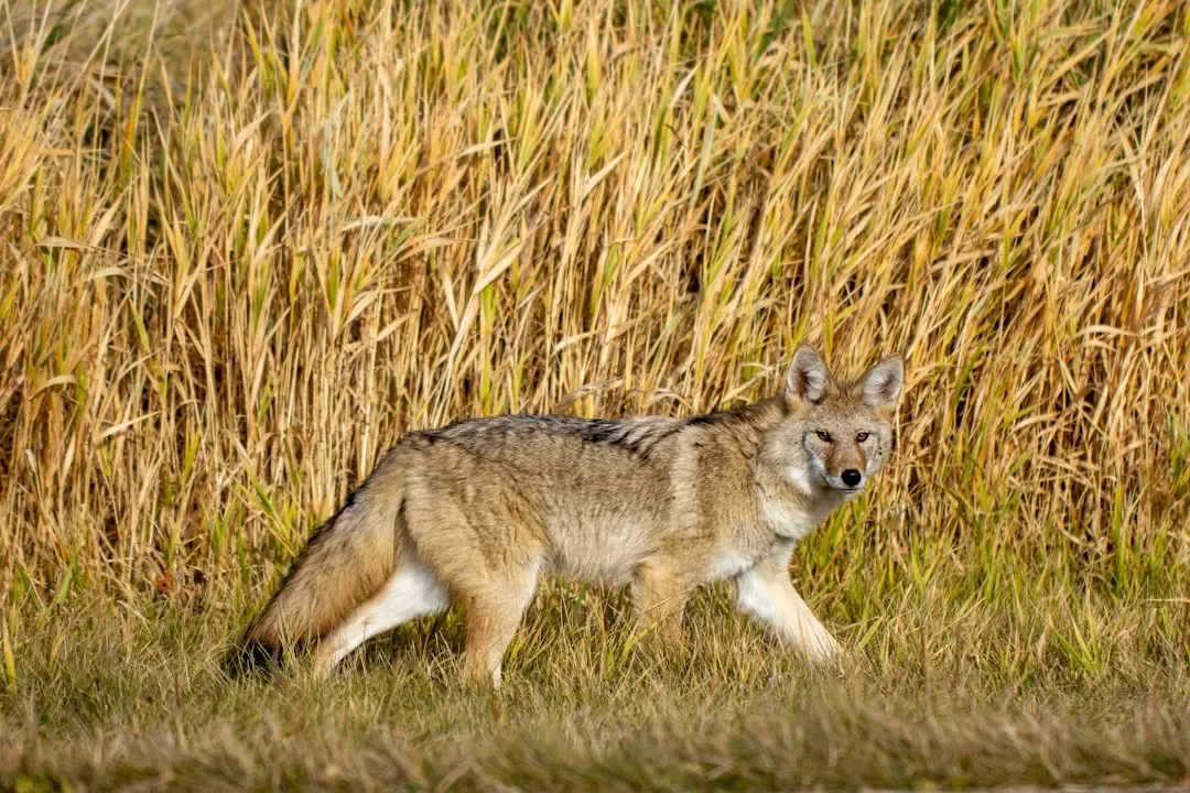 #3: They Can Run at Remarkable Speed (Image Credits: Unsplash)