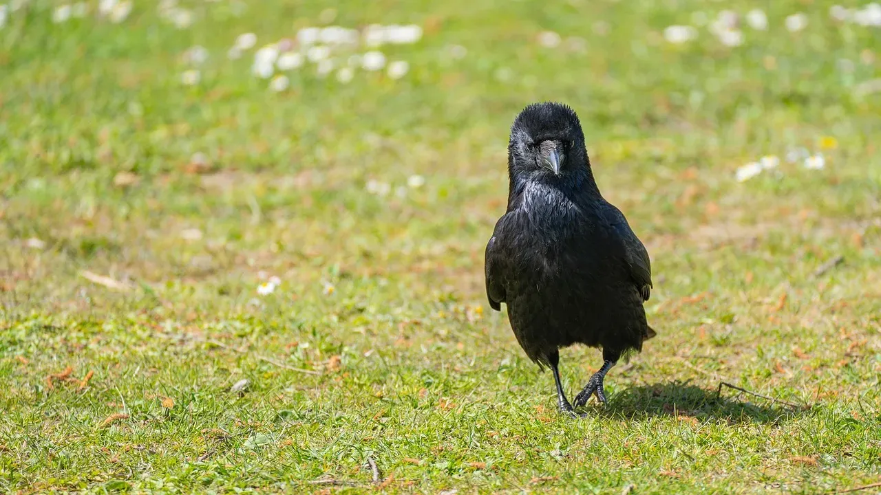Paying Attention Without Overinterpreting (Image Credits: Pixabay)