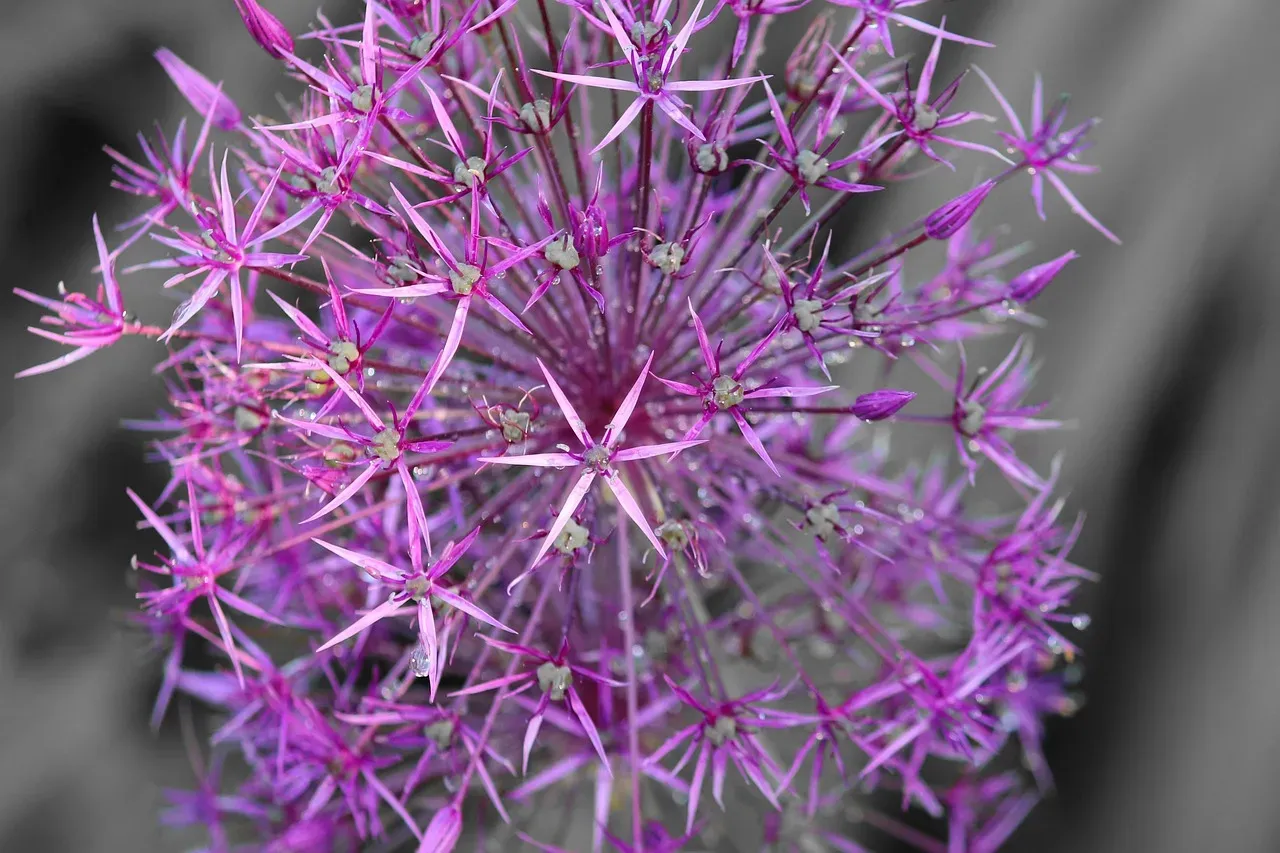 #7 Allium (Allium spp.) (Image Credits: Pixabay)