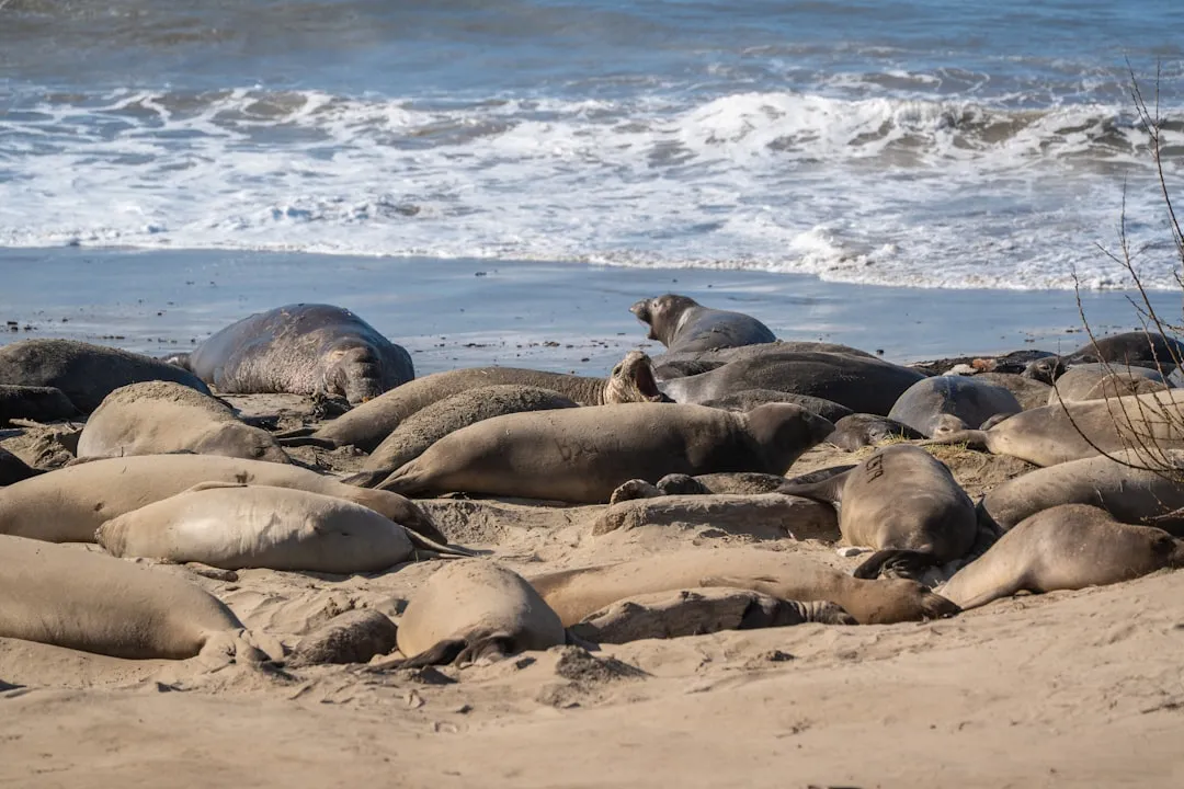 Understanding Sea Lion Behavior (Image Credits: Unsplash)