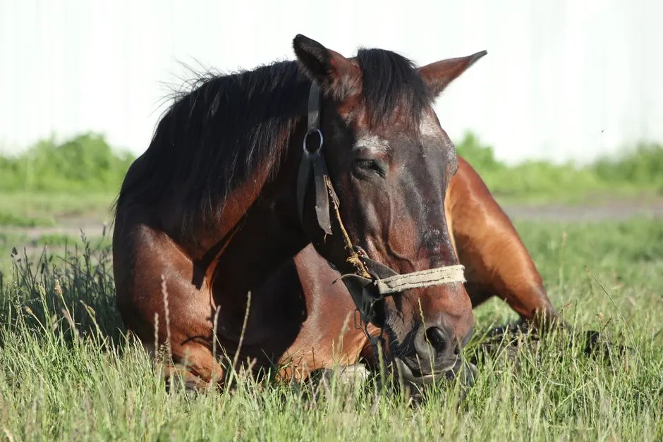 #15 - The Softer, Shorter Canter Stride (Image Credits: Pexels)