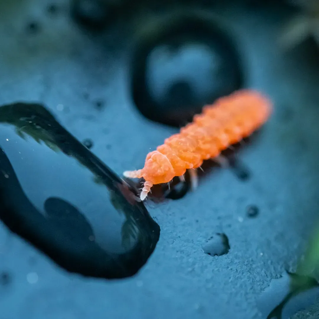 Firefly Larvae Glow Too, Though For Different Reasons (Image Credits: Unsplash)
