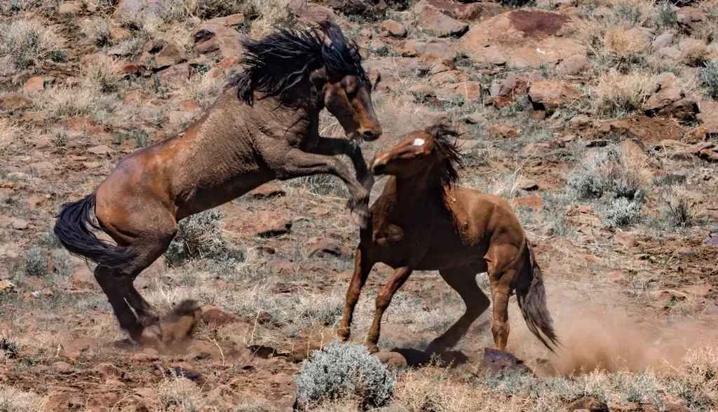 #9. Sagittarius (November 22 &ndash; December 21): The Wild Horse (Image Credits: Rawpixel)