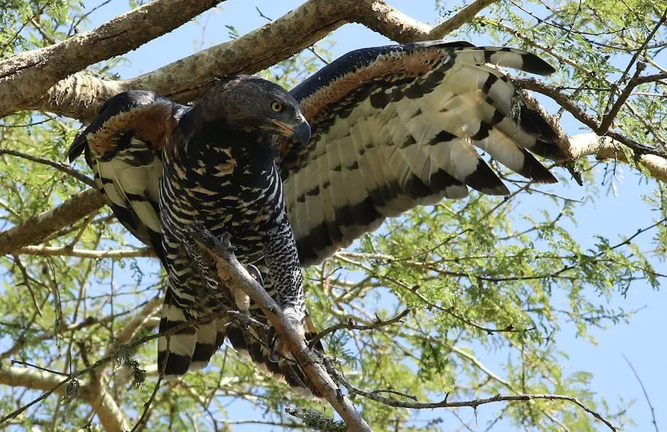 6. African Crowned Eagle - Africa's Most Lethal Aerial Predator (Image Credits: Pexels)